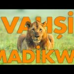 Afrika’nın Kalbinde Bir Macera: Vahşi Doğa Belgeseli 2025